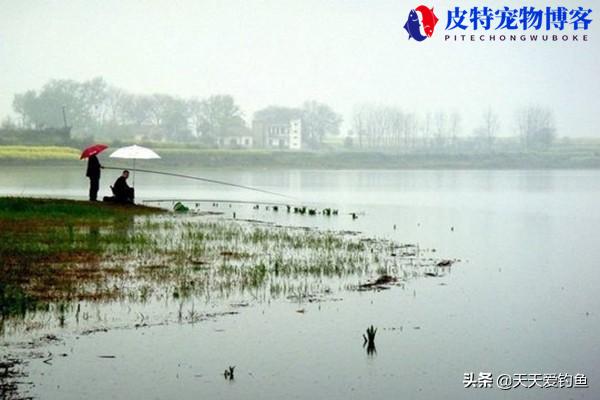 夏天下大雨好钓鱼吗为什么，下雨天可以钓鱼不,鱼在什么位置