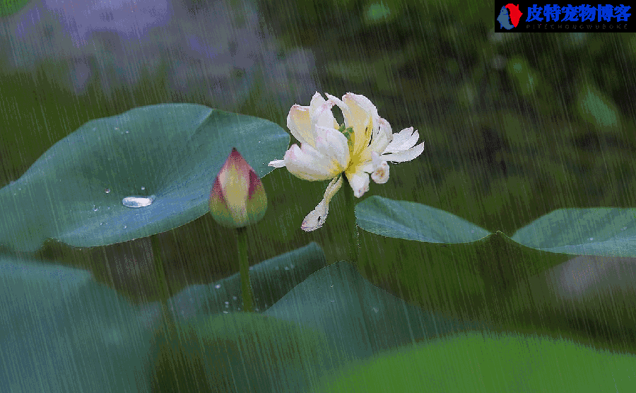 下雨天鱼好不好钓，用啥饵料夏天下雨钓鱼效果怎么样