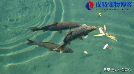 下雨天鱼好不好钓，用啥饵料夏天下雨钓鱼效果怎么样