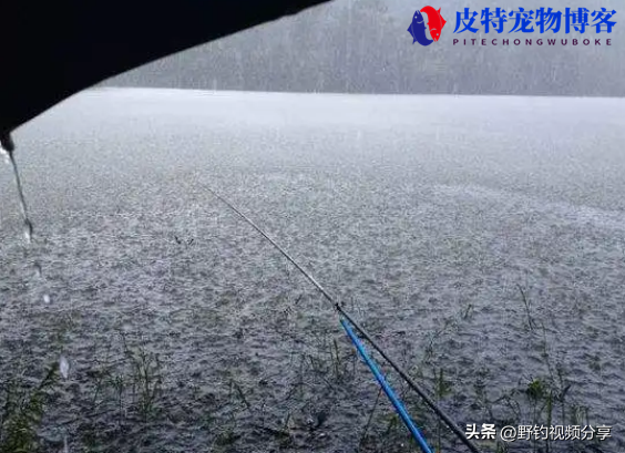 夏季下雨天钓鱼钓底还是钓浮好，下雨天该怎么钓鱼