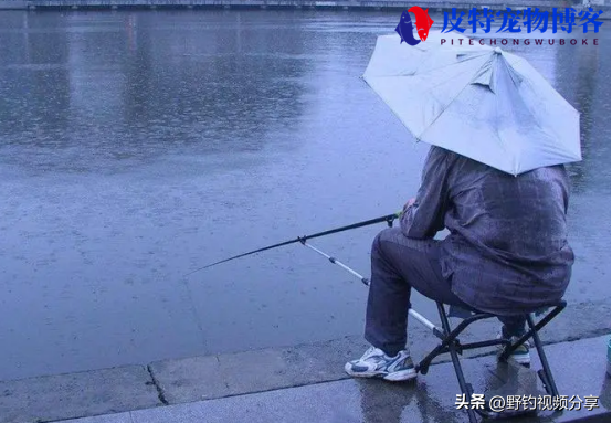 夏季下雨天钓鱼钓底还是钓浮好，下雨天该怎么钓鱼