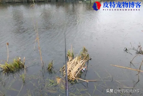 夏季下雨天钓鱼钓底还是钓浮好，下雨天该怎么钓鱼