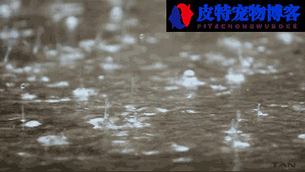 下雨天鱼好不好钓，用啥饵料夏天下雨钓鱼效果怎么样