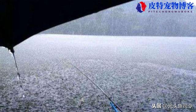 下雨天鱼好不好钓，用啥饵料夏天下雨钓鱼效果怎么样