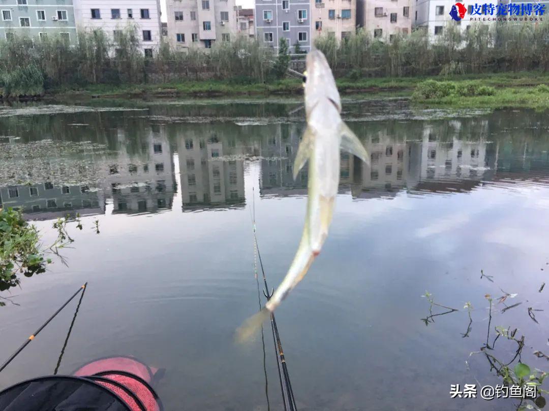 钓白条用什么饵料和选钓位比较好，钓白条的饵料配方大全