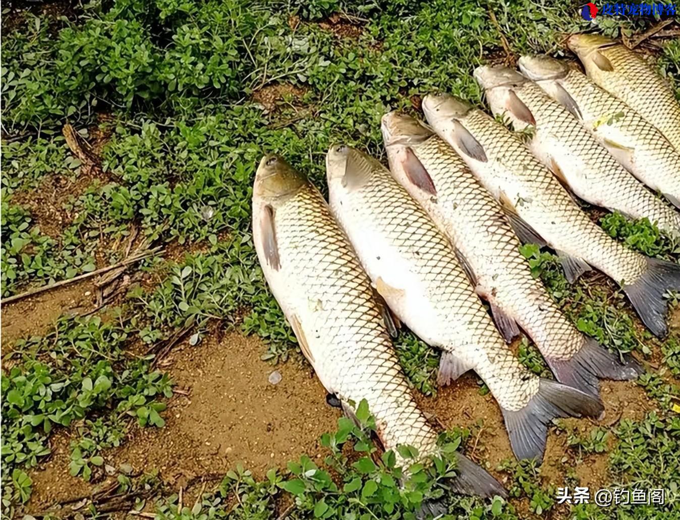 草鱼钓多深水合适，钓底还是钓浮，钓草鱼深度是多少