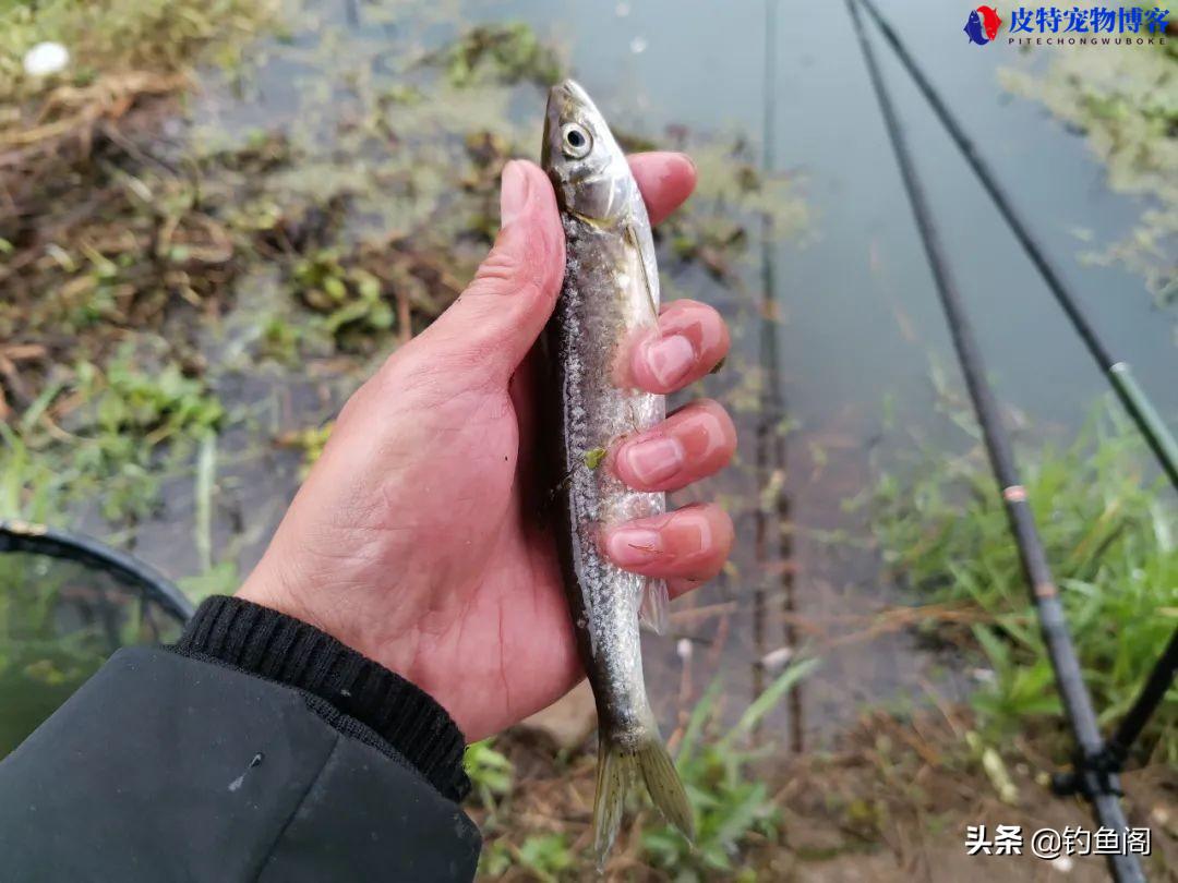 钓白条用什么饵料和选钓位比较好，钓白条的饵料配方大全