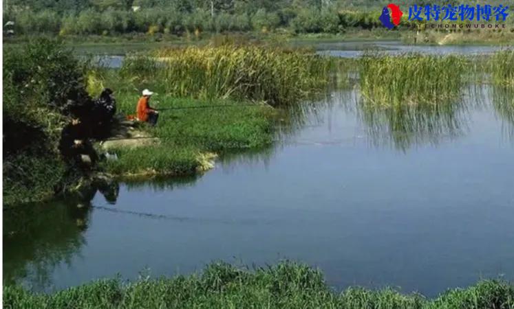 夏季傍晚钓鱼钓深还是浅，夏天深水钓鱼的方法和技巧