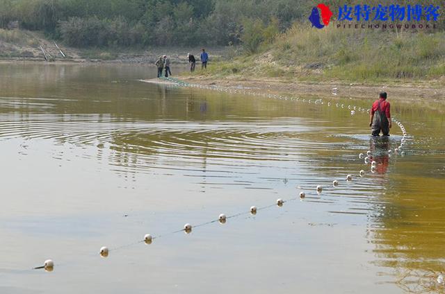 钓回来的鲫鱼怎么养活吃什么，鲫鱼怎么养殖长得快