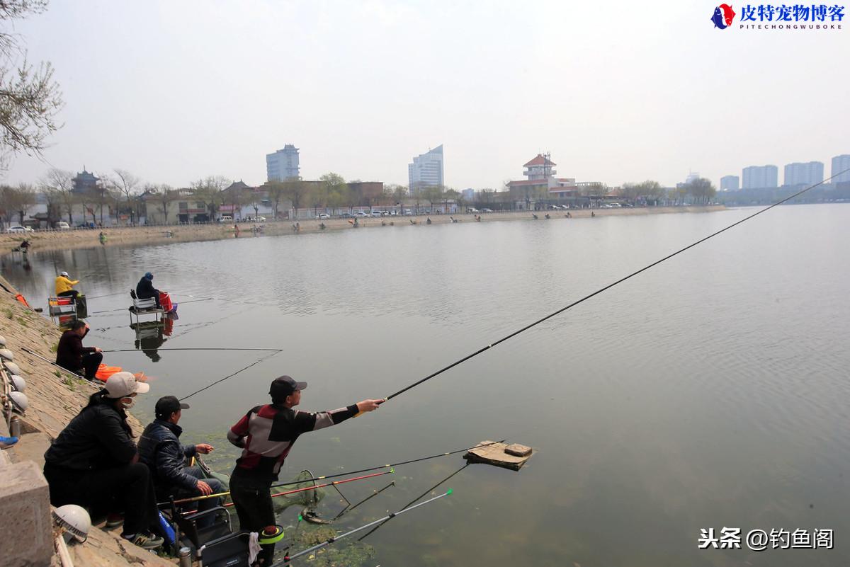 2号子线能钓多大鱼，线粗为什么钓不到鱼