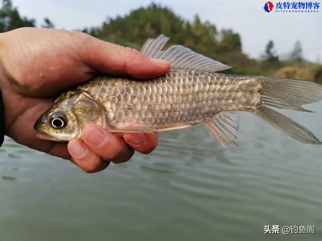 钓鲫鱼用什么浮漂好一点，野钓鲫鱼如何选漂