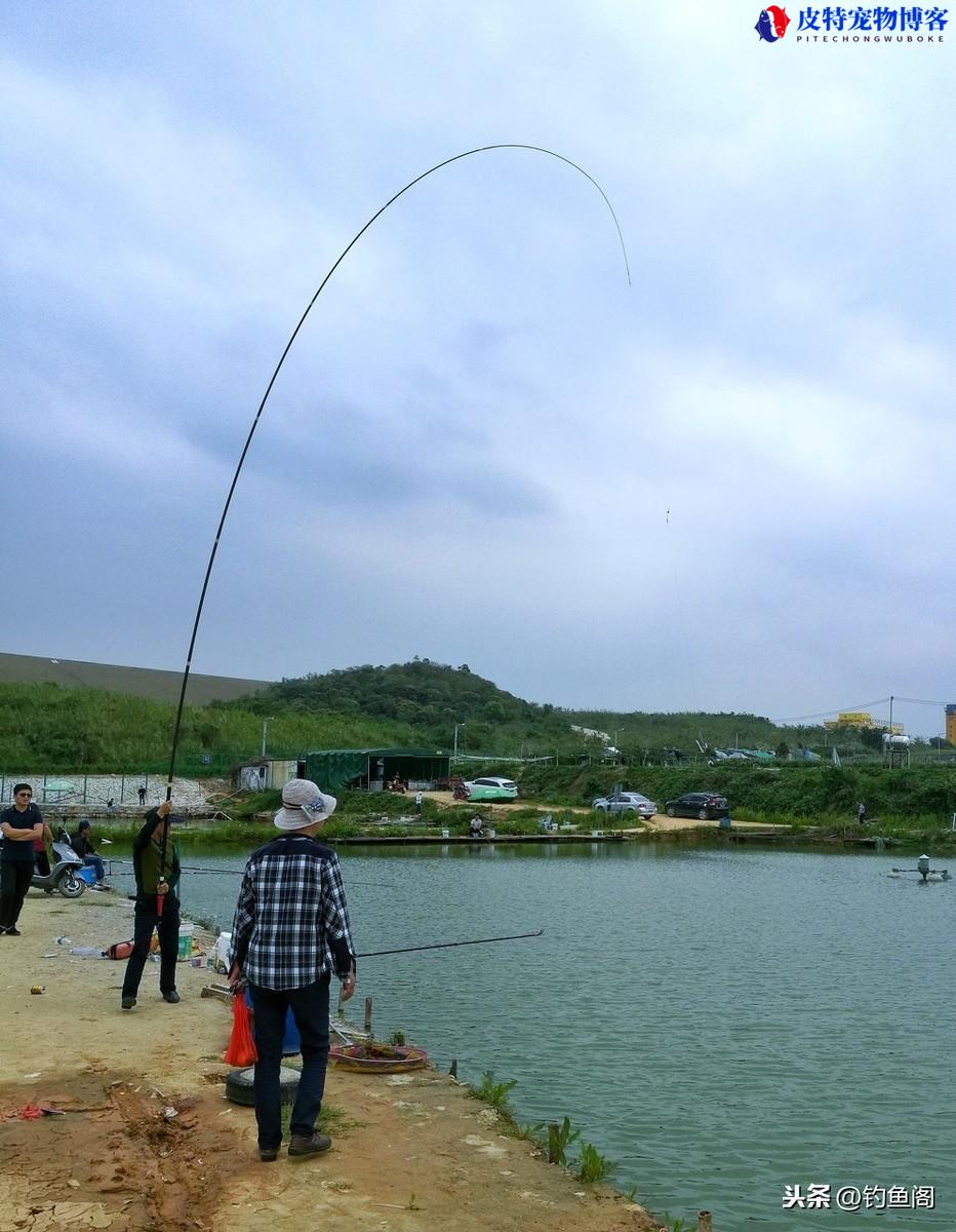 2号子线能钓多大鱼，线粗为什么钓不到鱼