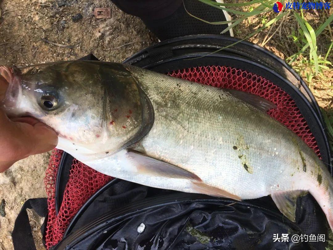 手竿钓鲢鳙用多大的浮漂吃铅量，钓鲢鳙手竿怎么调漂最好