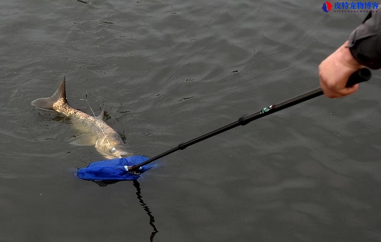 走水很急的河道怎么钓鱼，急水处怎么捕鱼，钓浮走水怎么调漂