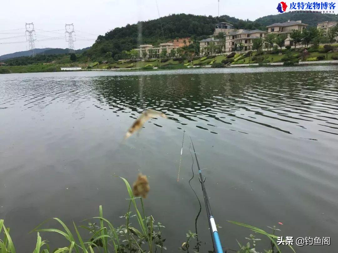 桂鱼路亚怎么钓用什么饵，晚上可以用路亚钓吗，钓鳜鱼的手法