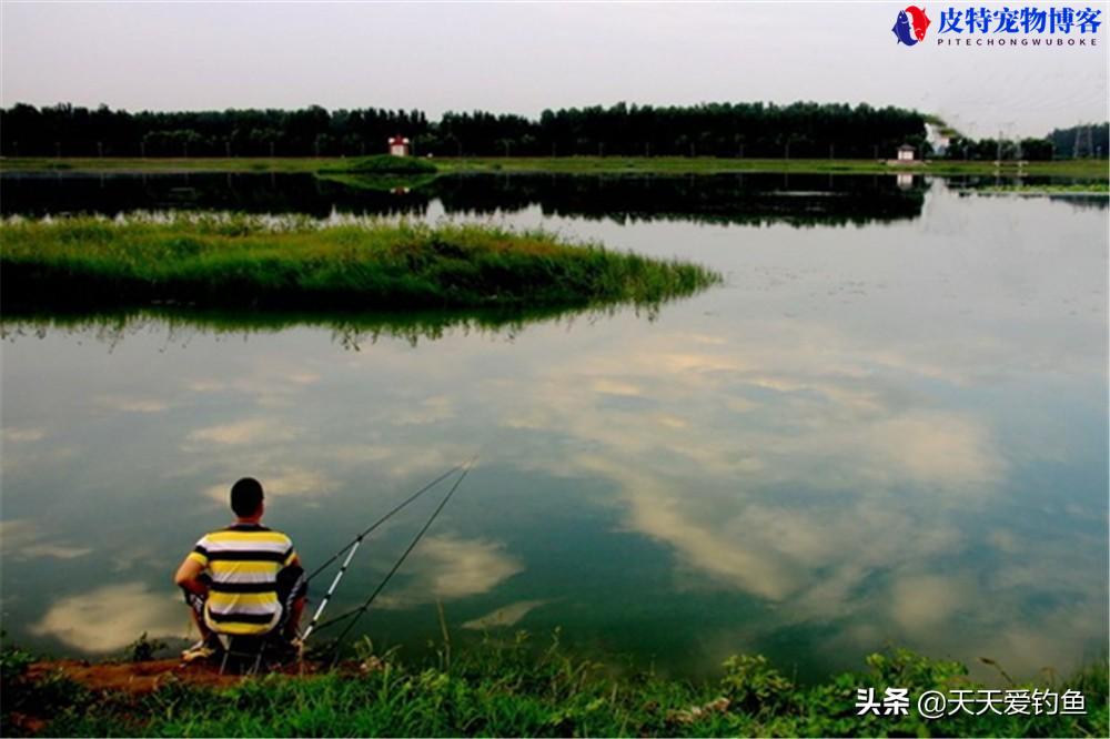 夏天钓鱼应该钓深水还是浅水好，夏季野钓最佳水深多少米