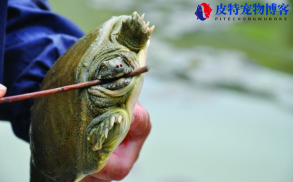 钓甲鱼用什么钩最好，用钩子好还是针好，钓甲鱼的钩子绑钩方法