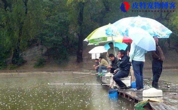 下雨钓鱼方法与技巧图解，好钓吗，下雨钓鱼钓浮多深好