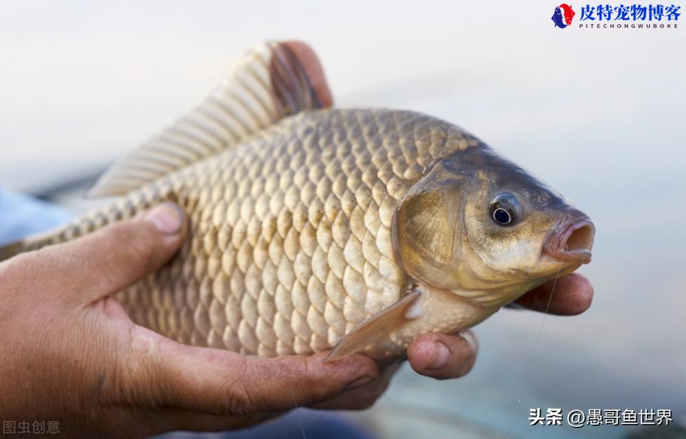 路亚钓鲫鱼用什么饵最好，用多少克铅坠，鲫鱼路亚钓法