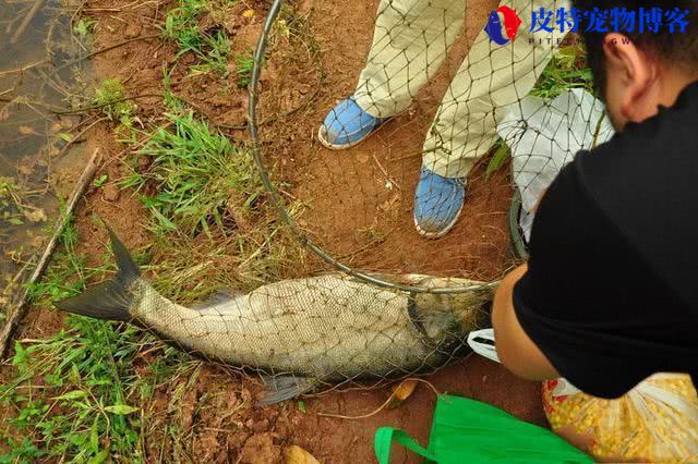 钓鲢鳙用几号新关东鱼钩，用多大的浮漂，怎样才能钓到鲢鳙鱼