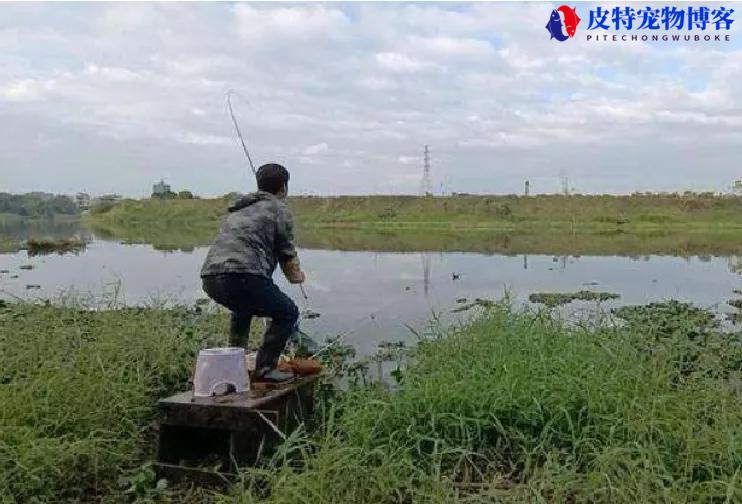 鲤鱼野钓什么季节什么时间段最好钓，如何钓鲤鱼