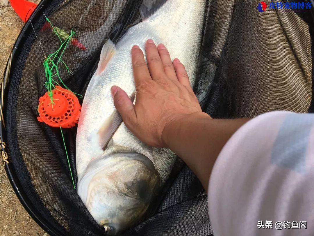 最简单钓鲢鳙自制饵料配方，野钓鲢鳙饵料如何自制