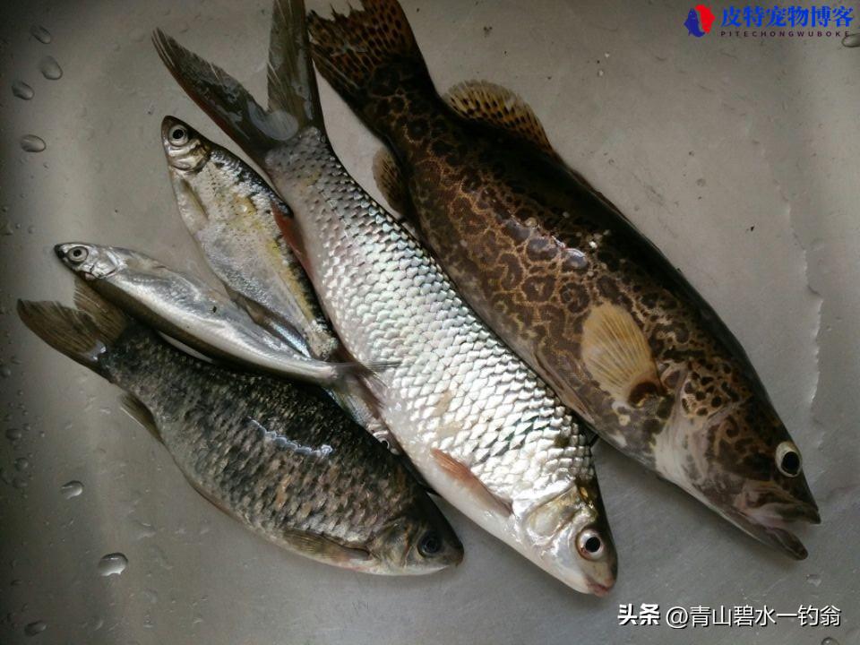 夏季6月下雨天适合钓鱼吗，怎样钓鱼才最好，下雨钓鱼效果怎么样