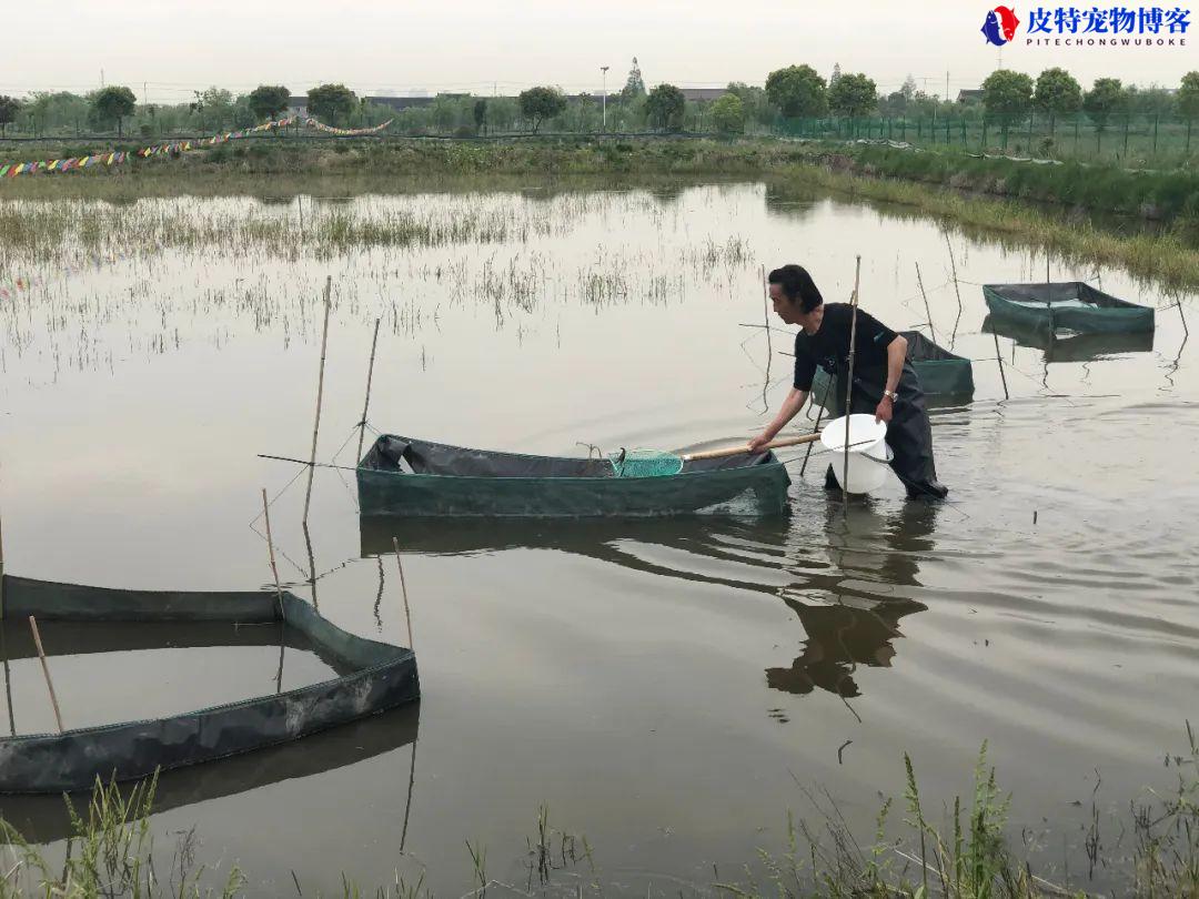 怎样钓龙虾可以钓的多，用什么饵，野河什么位置龙虾最多