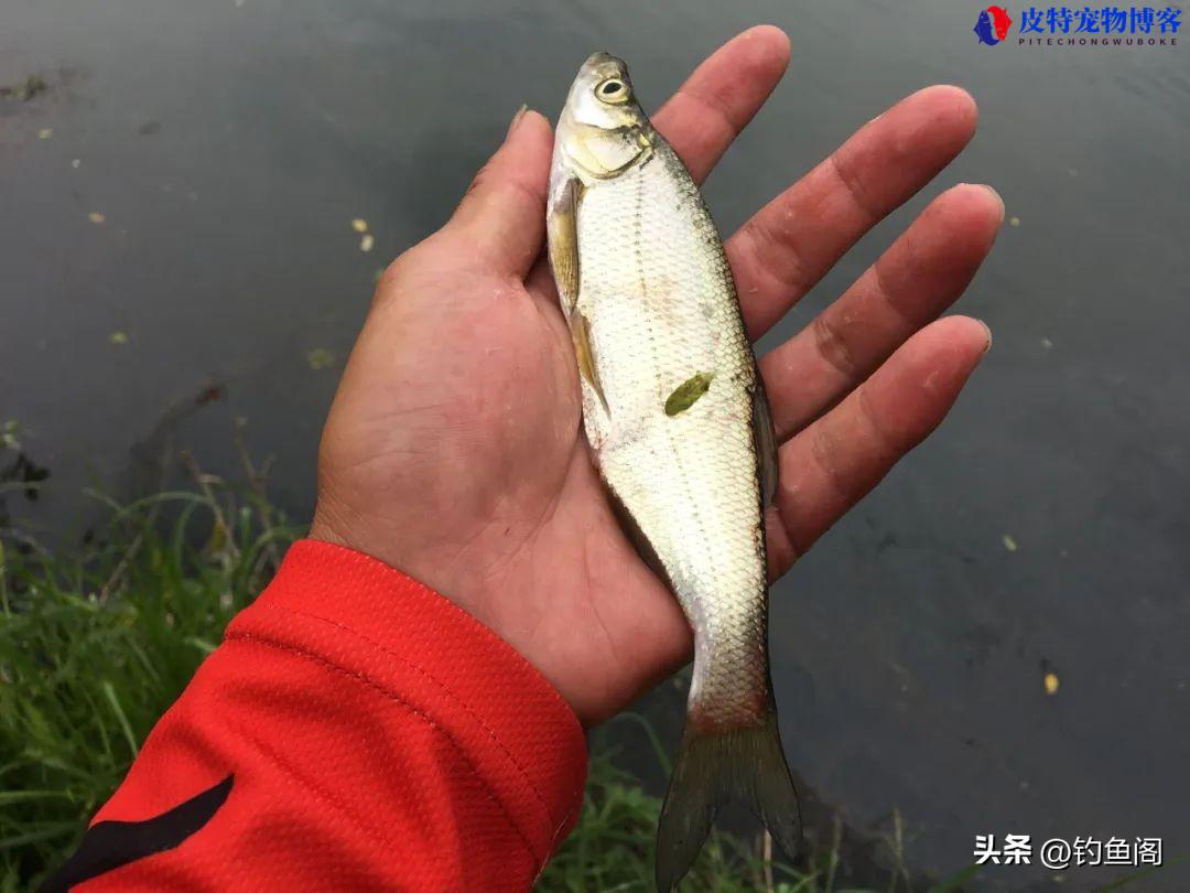 夏季钓鱼用什么味型饵料，天气热用腥饵还是香饵