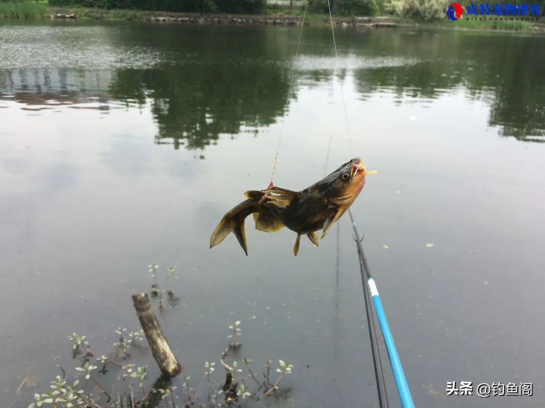 夏季钓鱼用什么味型饵料，天气热用腥饵还是香饵