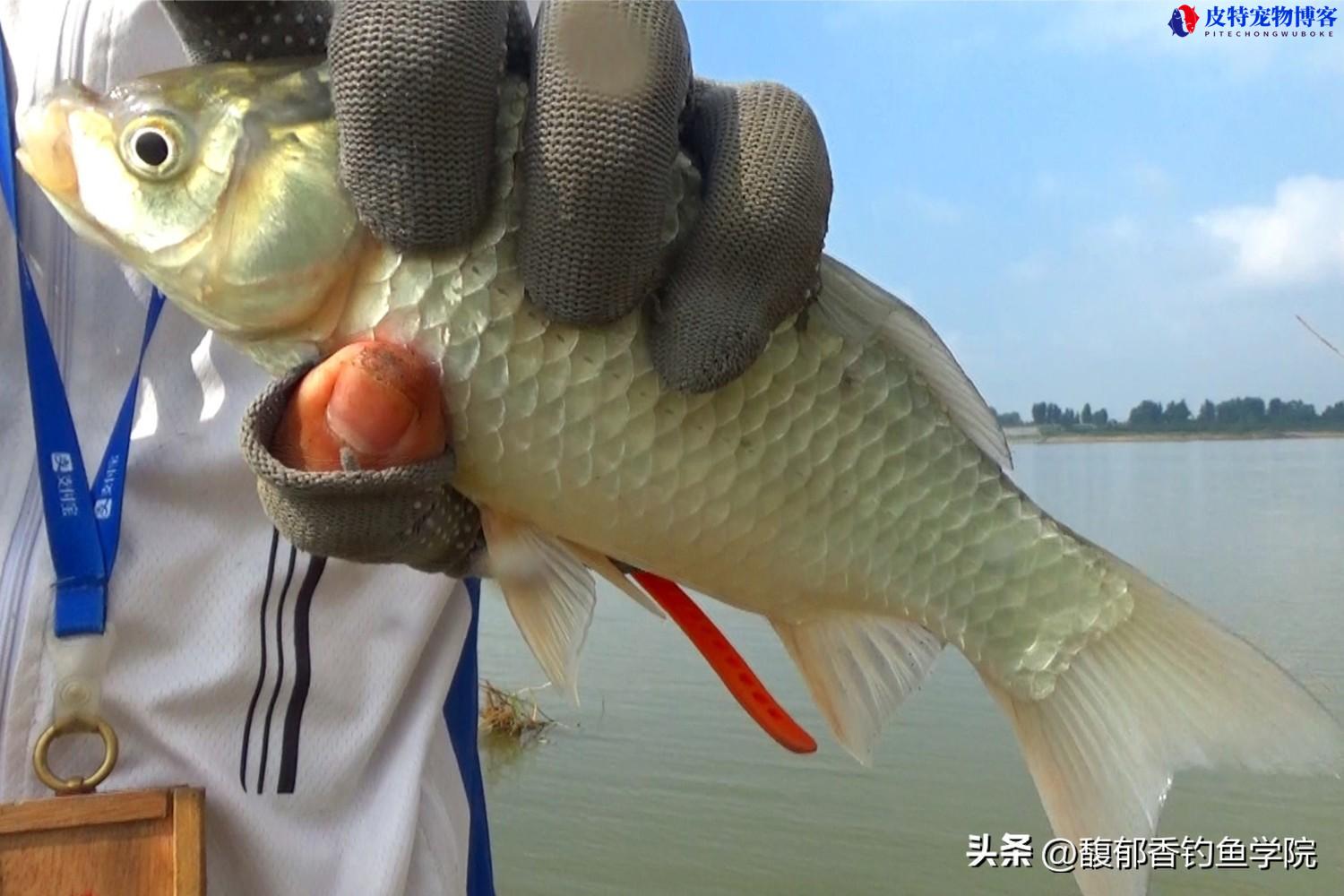 野钓鲫鱼方法与技巧，用什么饵料最好，夏季鲫鱼怎么钓