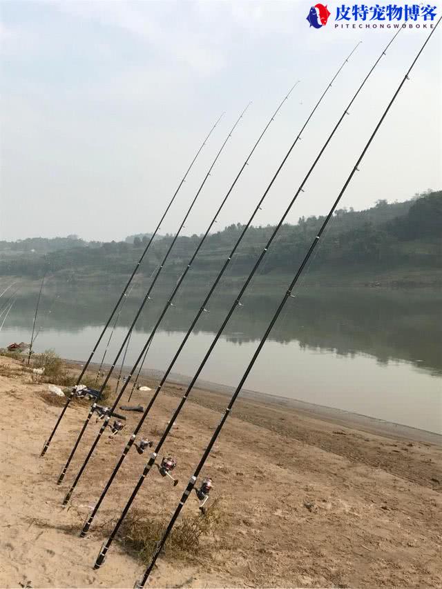 钓鲢鳙用几号新关东鱼钩，用多大的浮漂，怎样才能钓到鲢鳙鱼