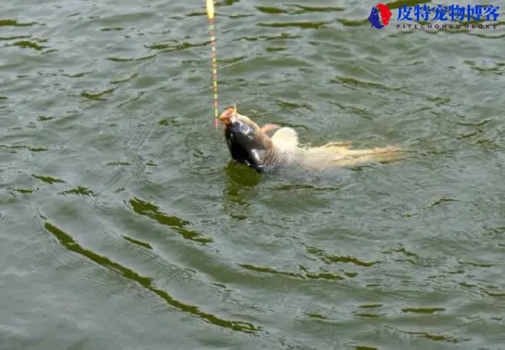 鲤鱼野钓什么季节什么时间段最好钓，如何钓鲤鱼