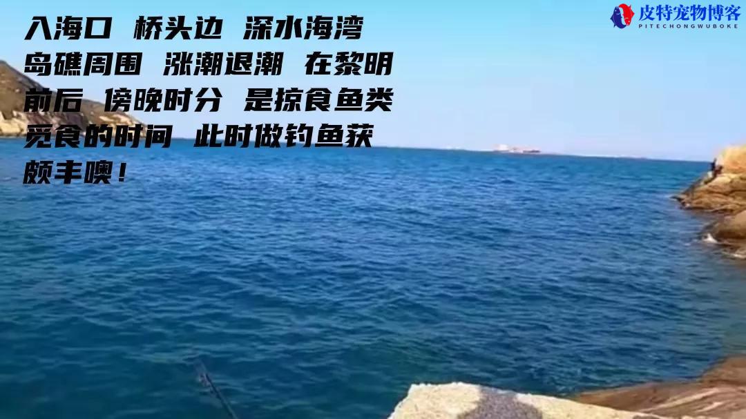 l调性适合钓什么鱼，用什么多大饵，海鲈怎么路亚