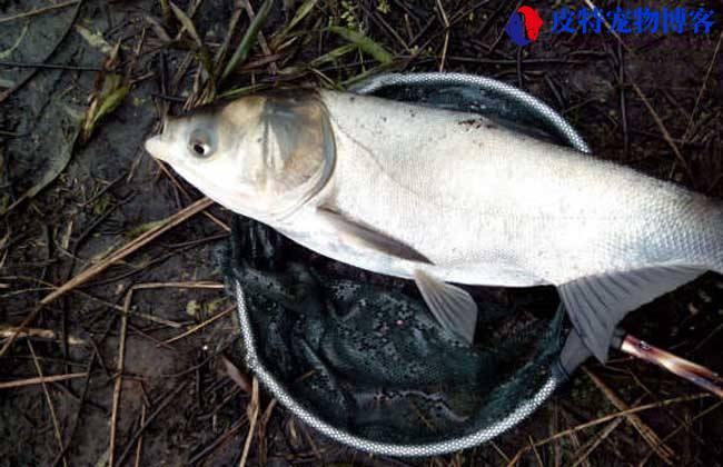 秋天钓钓鲢鳙钓多深合适，钓深还是钓浅，九月份钓鲢鳙水深多少是合适