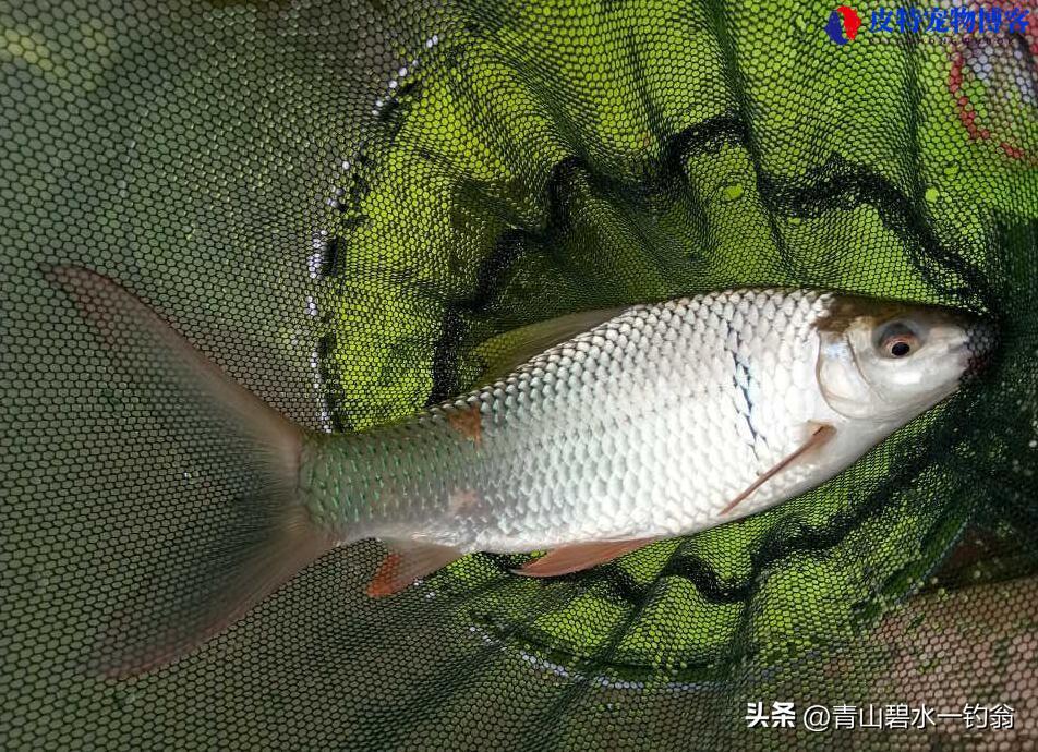 夏季6月下雨天适合钓鱼吗，怎样钓鱼才最好，下雨钓鱼效果怎么样