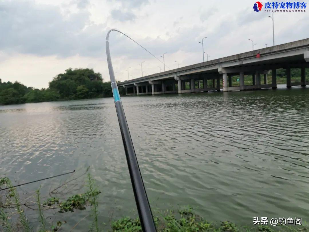 夏季夜钓钓深水还是浅水好呢，傍晚钓鱼钓什么位置