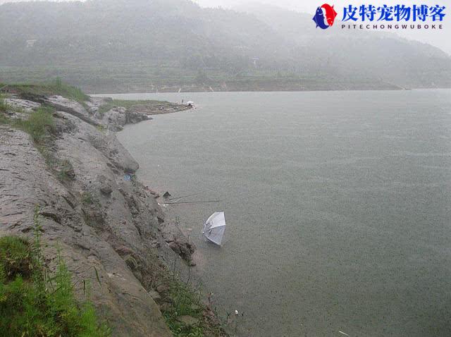 海钓下雨天能钓到鱼吗为什么，下雨天钓鱼鱼口好吗