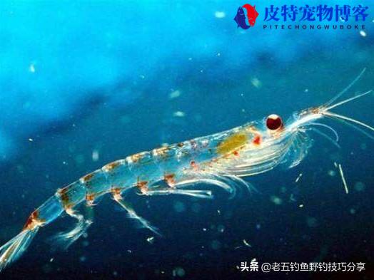 钓河虾怎么钓才能钓得比较多，哪种钩好，海钓活虾钓法