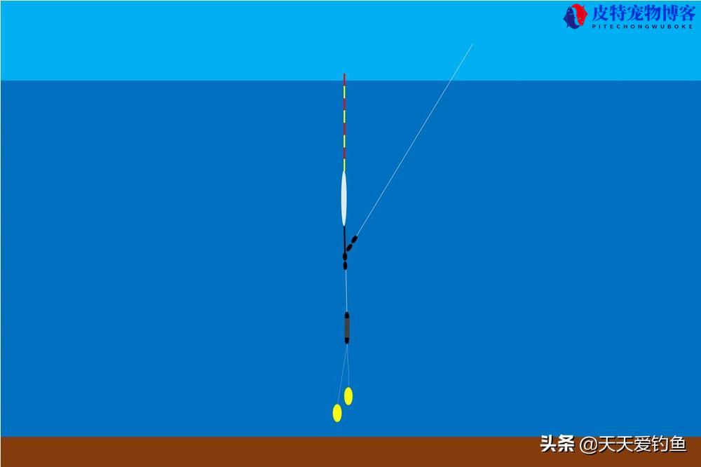 玉米钓翘嘴怎么调漂最有效图解，黑坑钓玉米粒怎样调漂