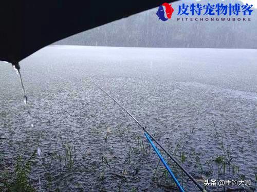 雨前钓鱼还是雨后钓鱼好钓，雨前雨后钓鱼哪个好