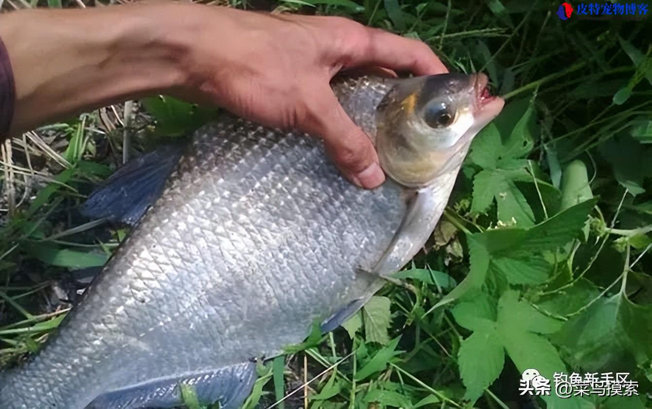 钓鳊鱼一般离底多少合适，用什么钩,几号的，夜钓鳊鱼钓近还是钓远