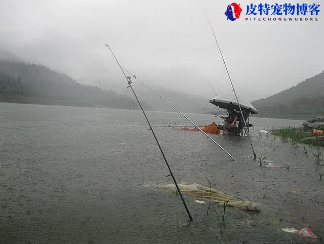 海钓下雨天能钓到鱼吗为什么，下雨天钓鱼鱼口好吗