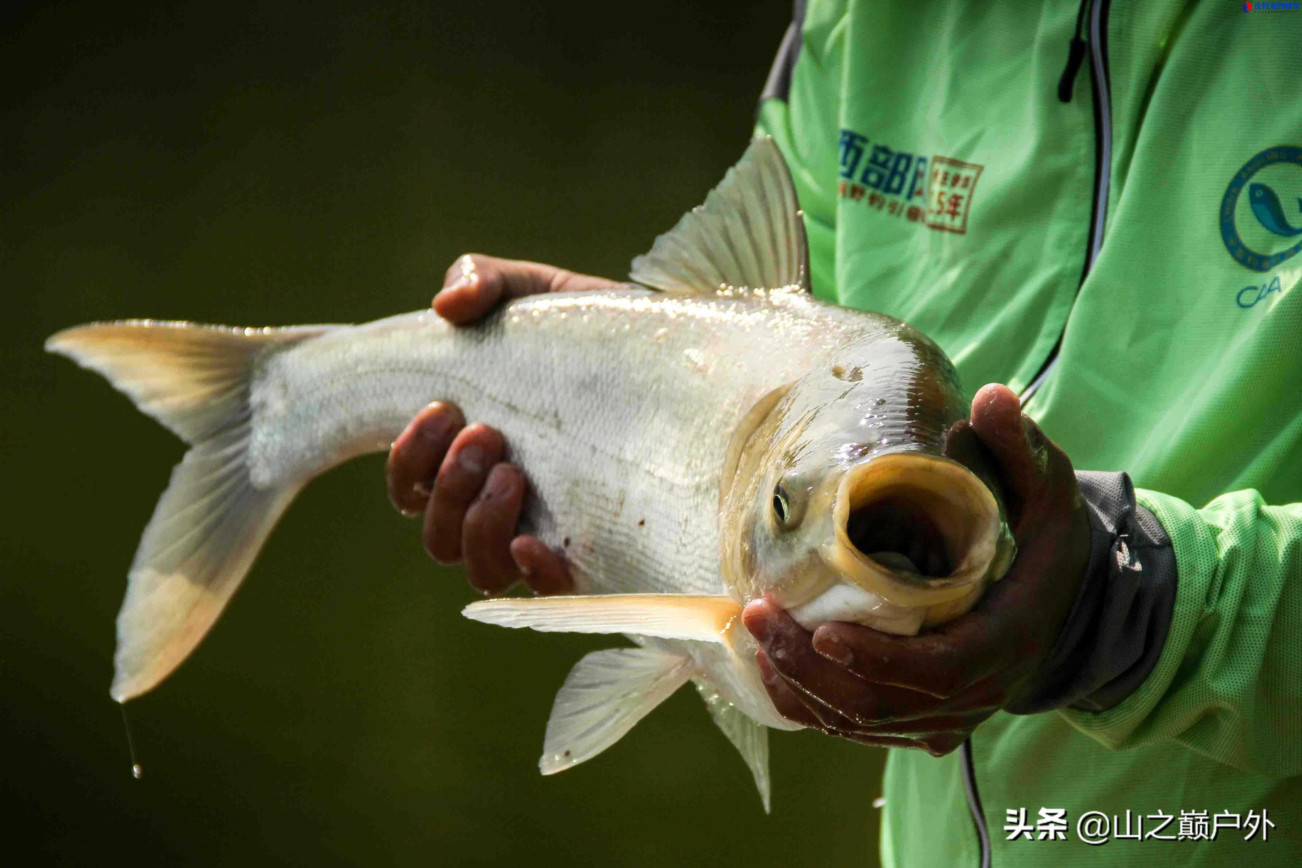 手竿钓鲢鳙线组图解，怎么调漂，搓饵好用吗，如何制作鲢鳙饵料