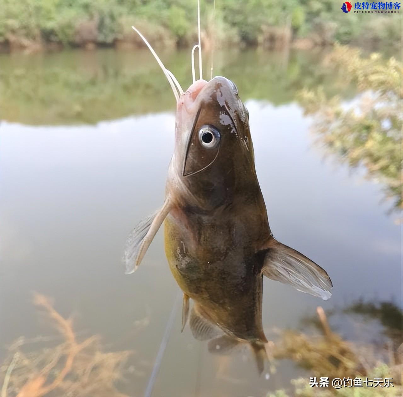 猪肝钓黄辣丁效果好吗怎么样,和蚯蚓哪个钓黄辣丁好,黄辣丁用什么好钓