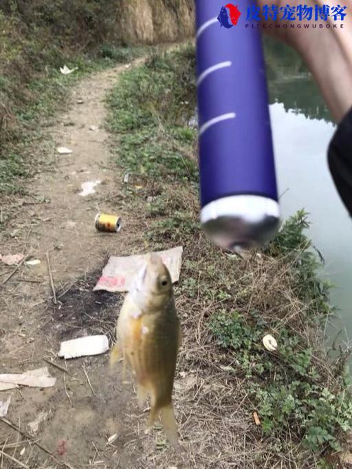 夏季下午几点钓鱼最佳时间，几月份鱼开始开口吃食