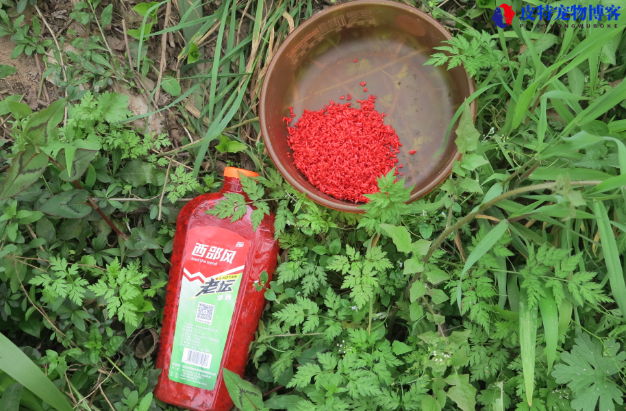 夏天钓鱼窝料用什么味型最好，什么窝料诱鱼快