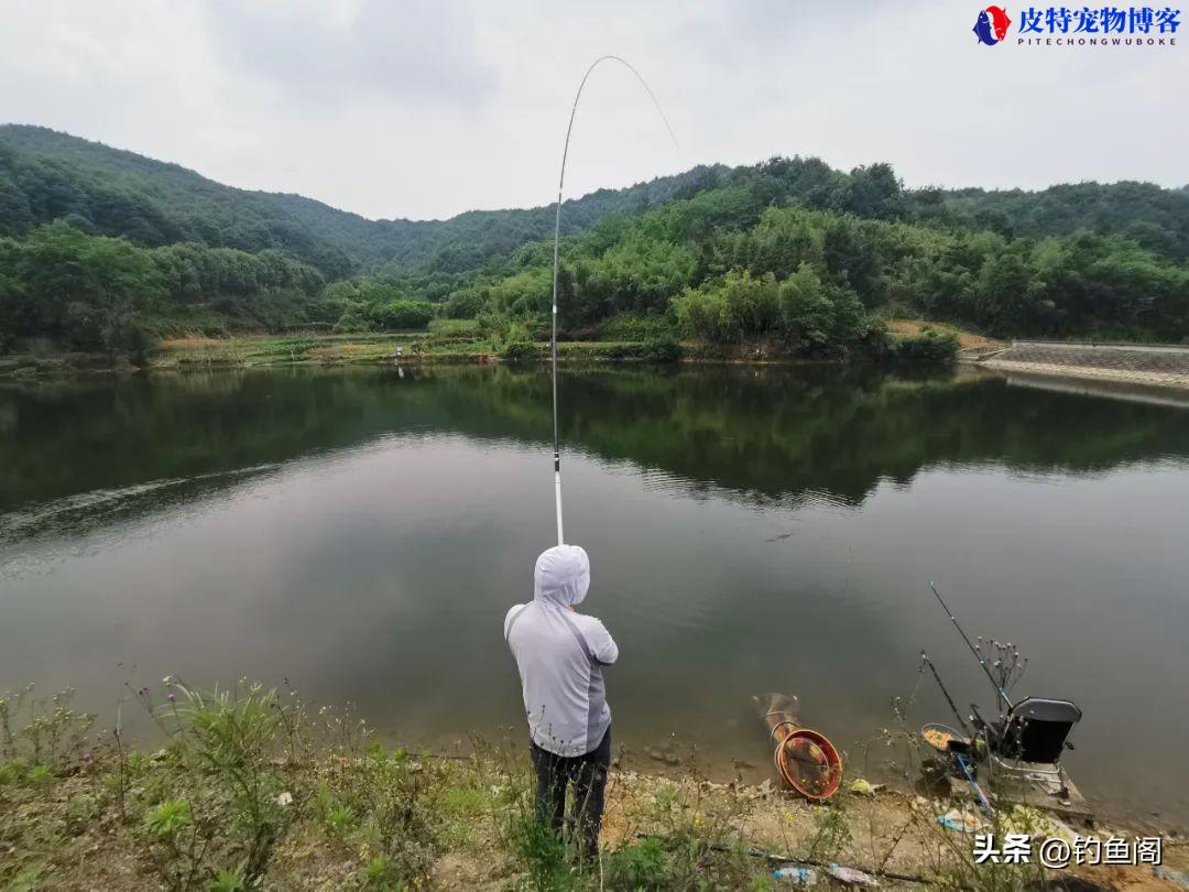 下雨天可以钓鲢鳙吗，需要多少多深，鲢鳙怎么钓比较好