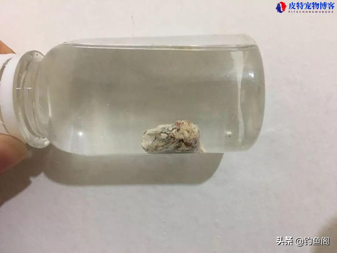 阿魏是什么东西，钓鱼到底有没有用，诱鱼中药的详解