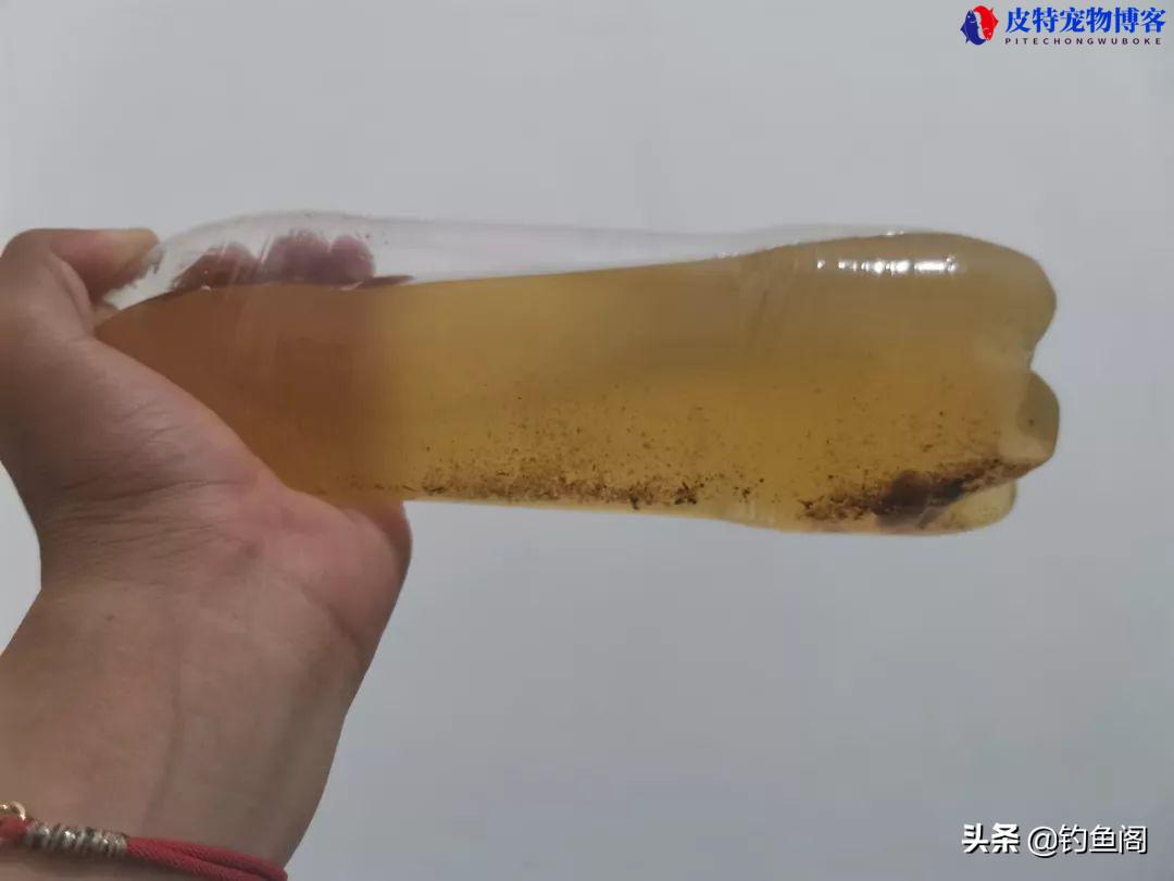 阿魏是什么东西，钓鱼到底有没有用，诱鱼中药的详解